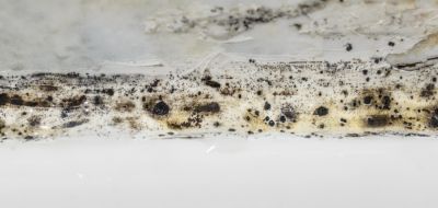 Prevent Mold Growth